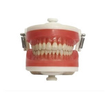 Manequim Top Dentistica Pd100 Pronew (estudantes De Odonto)