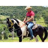 Mangalarga Pampa De Preto