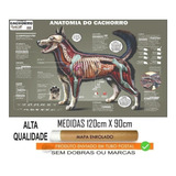 Mapa Anatomia Cachorro Cão Pet Veterinario 110 X 80 Cm 