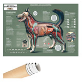 Mapa Cachorro Cão Pet Anatomia Veterinário Poster Estudo Pos