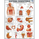 Mapa Corpo Humano Sistema Digestório- Gigante 