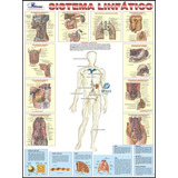 Mapa Corpo Humano Sistema Linfático -gigante