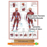 Mapa Corpo Humano Sistema Muscular 120 X 90 Cm Enrolado 