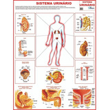 Mapa De Anatomia Humana - Sistema Escretor/urinário - Gigante: Largura 89 Cm X Altura 117 Cm