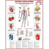 Mapa Do Corpo Humano Sistema Circulatório
