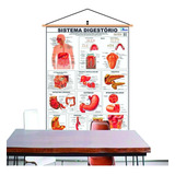 Mapa Do Corpo Humano Sistema Digestório Banner Laminado