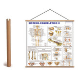Mapa Do Corpo Humano Sistema Esqueletico Ii Banner Laminado 