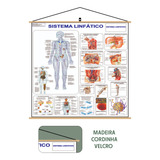 Mapa Do Corpo Humano Sistema Linfático Banner Laminado