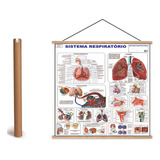 Mapa Do Corpo Humano Sistema Respiratório Banner Laminado 