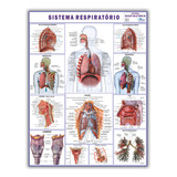 Mapa Gigante: Sistema Respiratório Humano