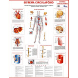 Mapa Gigante Do Sistema Circulatório Cardiovascular Humano - Artérias Veias Sangue Coração - Estudos De Medicina Enfermagem E Fisioterapia - Dobrado Medindo 120x90cm - Equipe Multivendas