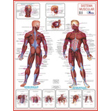 Mapa Gigante Do Sistema Muscular Humano - Musculos E Tendões - Para Estudos De Medicina Anatomia Enfermagem E Fisioterapia - Dobrado Medindo 120x90cm = Equipe Multivendas