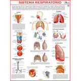 Mapa Gigante Do Sistema Respiratório Humano - Pneumologia