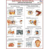 Mapa Gigante Do Sistema Sensorial Humano - Estudos Medicina