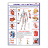Mapa Sistema Circulatório - Gigante E Enrolado - 120 X 90cm