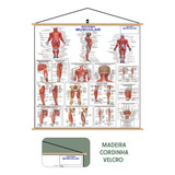 Mapa Sistema Muscular Banner Laminado Pendurar 