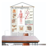 Mapa Sistema Reprodutor Feminino Banner Laminado Moldura 