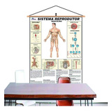 Mapa Sistema Reprodutor Masculino Banner Laminado Moldura