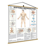 Mapa Sistema Reprodutor Masculino Corpo Humano Medicina