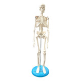 Mini Esqueleto Humano 45cm Articulado Base Anatomic Tgd-0121 Profissi