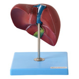 Modelo Anatômico Fígado Básico Anatomic