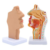 Modelo De Anatomia De Ouvido, Nariz E Garganta, Modelo De