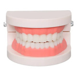 Modelo De Arcada Dentária Para Consultório De Odontologia
