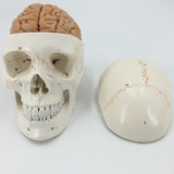 Modelo De Cérebro De Crânio Humano