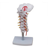 Modelo De Coluna Cervical Humana Com Artéria Cervical