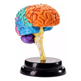 Modelo De Função Da Ferramenta De Anatomia Cerebral