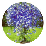 Muda De Bela Emília Azul Flor De Buquê Florindo Para Jardim