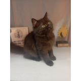 Munchkin ( Fêmea Pala Longa Com Pedigree)