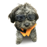 Óculos De Sol Para Cães, Proteção Ocular Para Cães Pequenos