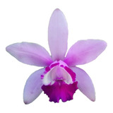 Orquídea Cattleya Intermedia Var. Orlata