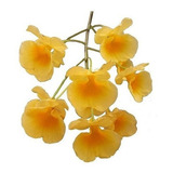 Orquídea Dendrobium Agregatum Plantas Adultas Amarelo Ouro!