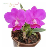 Orquídea Lc. Aloha Case ' Adulta ' Para Colecionador Lindas