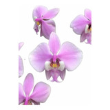 Orquídea Phalaenopsis Schilleriana Muda