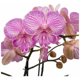 Orquídea Phalaenopsis Trilabelo Planta Adulta Flor Rosa