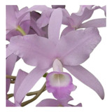 Orquídea Skinner Var Coerulea