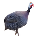 Ovos De Galinha Da Angola Francesa Gigante Galados (6unid)
