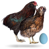 Ovos De Galinhas Kolloncas E Araucanas