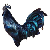 Ovos Férteis Ayam Cemani Legítimo - Aves Exóticas (12 Ovos)
