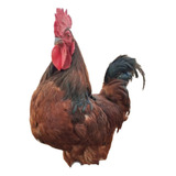 Ovos Férteis Rhode Island Red - 12 Ovos Rodia
