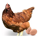 Ovos Galado Embrapa Puras + Brinde