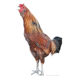 Ovos Galados Ameraucana (ovos Azuis) - Raça Pura