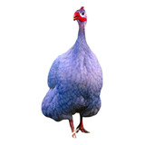 Ovos Galados Angola Angolão - Branca, Azul, Pampa E Cinza