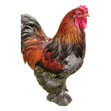 Ovos Galados Brahma Cores Variadas - Ganhe 3 Ovos De Brinde