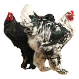 Ovos Galados Brahma Mottled Frete Grátis Melhor Genética Kit