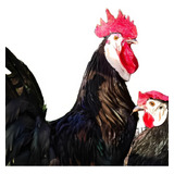 Ovos Galados Cara De Palhaço, Galinha Espanhola 1/2 Dúzia