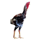 Ovos Galados De Galinhas Índio Gigante